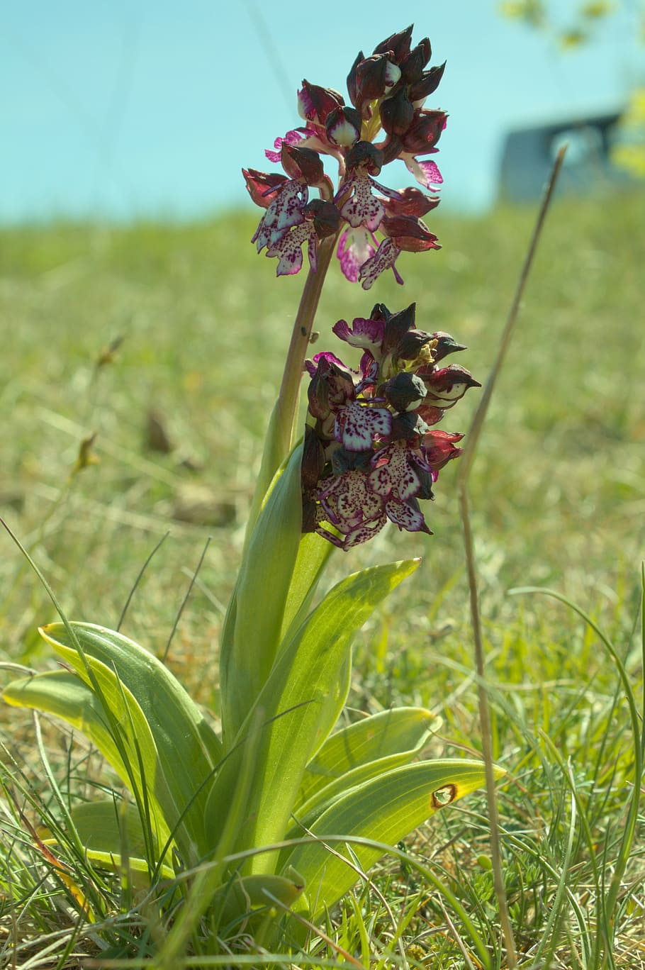 orchid, aveyron, flower, spring, plant, growth, beauty in nature HD wallpaper