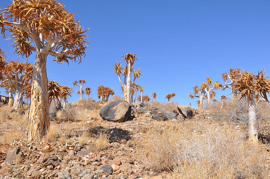 rock beside tree during daytime, nature, dry, desert, flora HD wallpaper