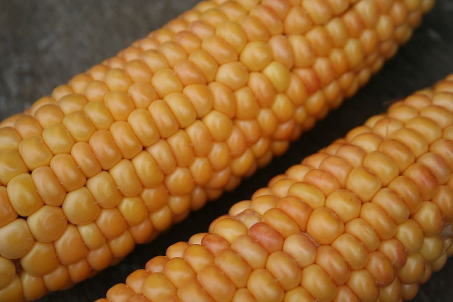 corn on the cob, gold, orange, yellow, nature, vegetable mais HD wallpaper