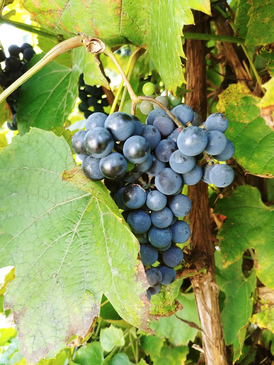 grapes, fruit, nature, leaf, plant part, food and drink, healthy eating HD wallpaper