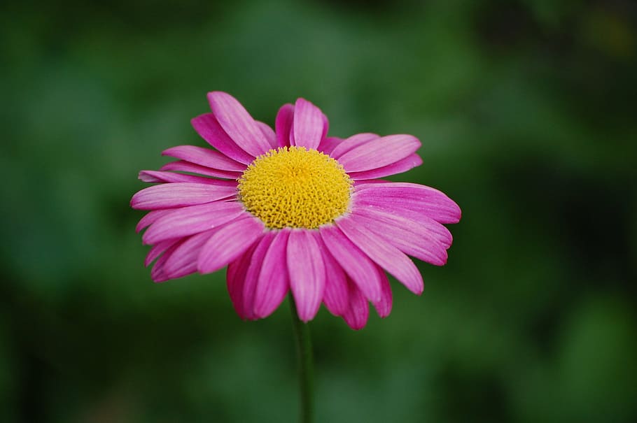 blossom, bloom, purple, violet, pink, flower, plant, flora HD wallpaper