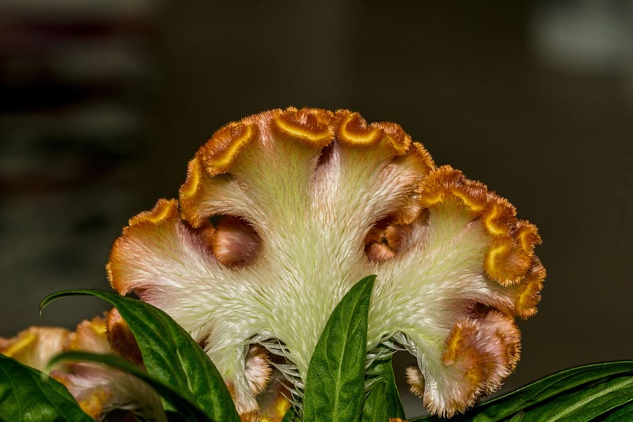 cockscomb, celosia cristata, plant, flower, macro, nature, orange, HD wallpaper