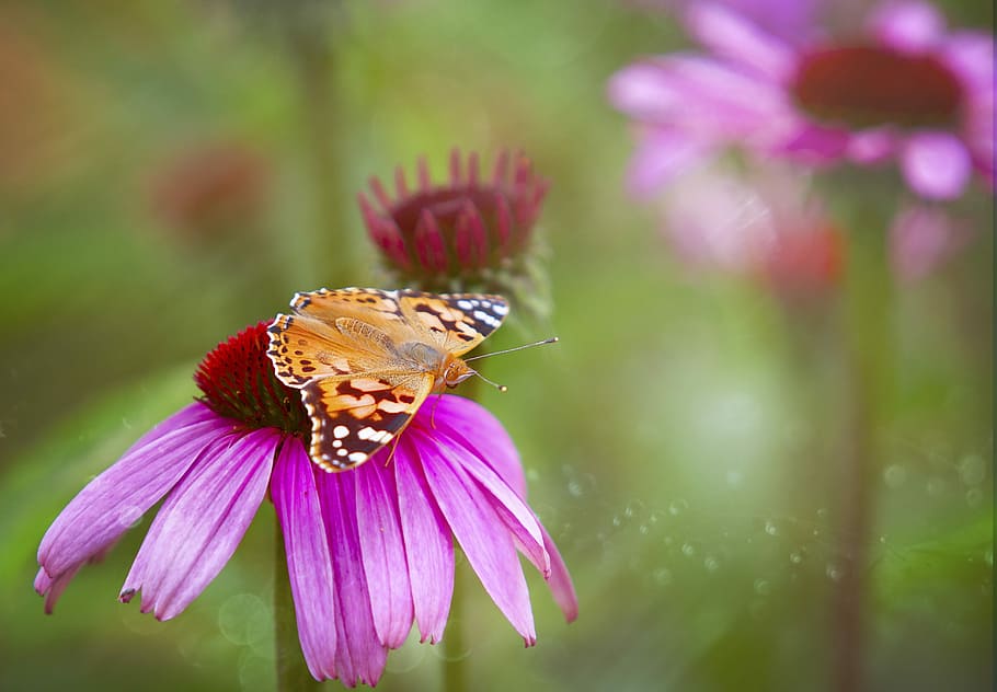 Butterfly, Echinacea, Bloom, Summer, garden, close up, nature HD wallpaper