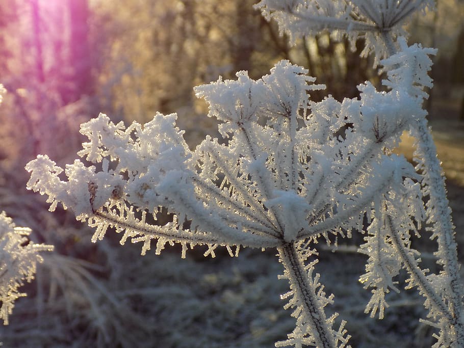 frost, white, icy, crystal formation, wintry, frozen, nature, HD wallpaper