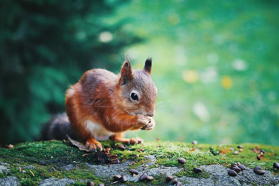 Red squirrel, closeup photo of squirrel eating nut, animal, tiny HD wallpaper