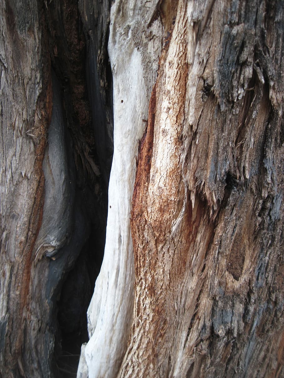 Tree, Bark, Texture, Rough, Weathered, wood, trunk, nature HD wallpaper