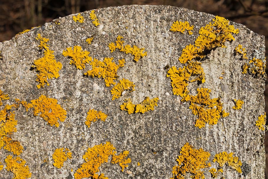 lichen, stempen, concrete, yellow, orange, side light, background HD wallpaper