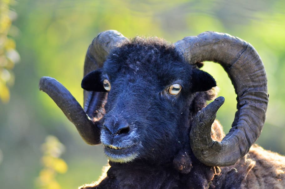 black goat, Ram, Sheep, Animal, Animals, nature, domestic animal
