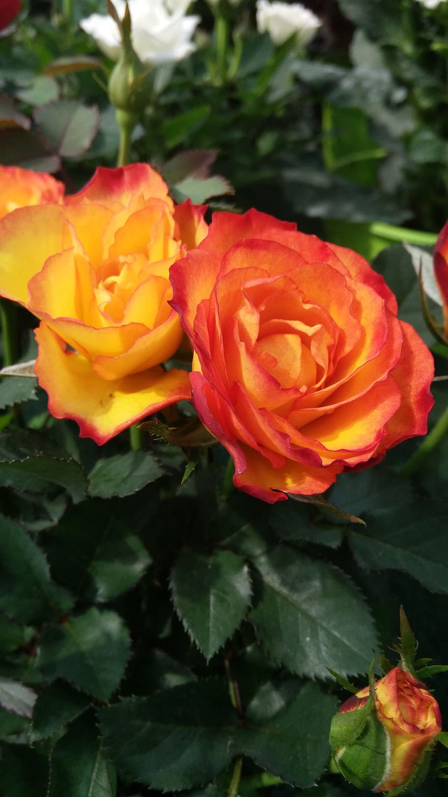 flower, rose, nature, leaf, romance, petal, flowering plant HD wallpaper