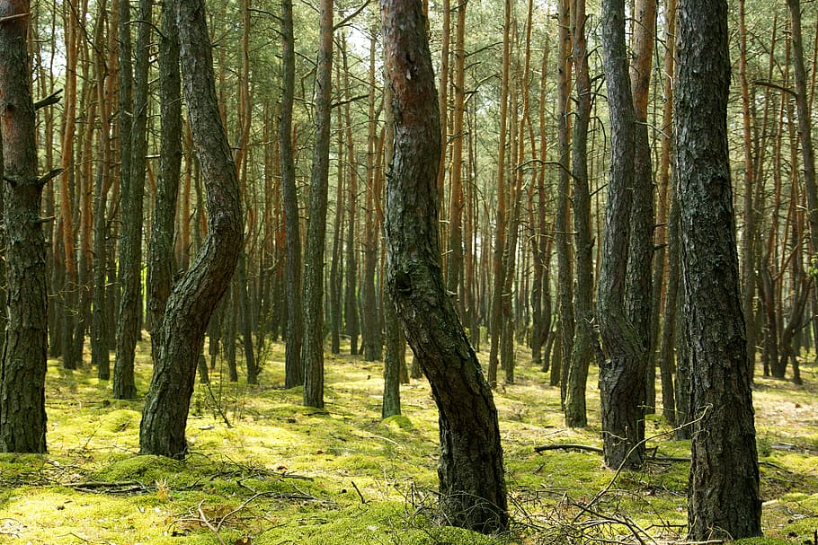 Forest, Tree, Nature, View, Foliage, green, moss, tree trunk HD wallpaper