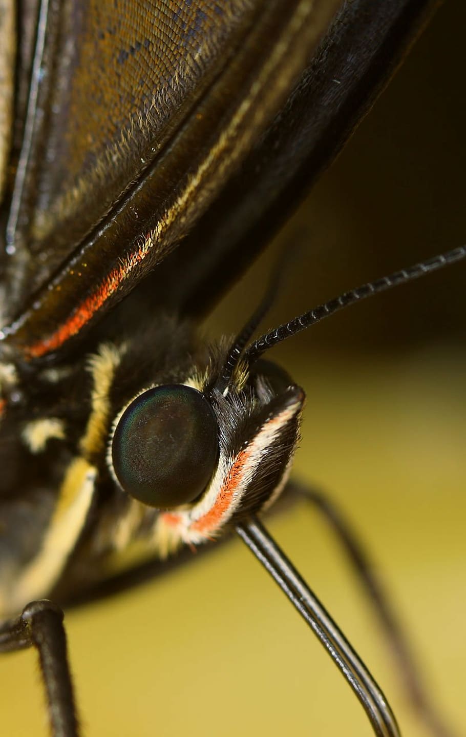 insect, animal, bug, butterfly, macro, close, beautiful, animal themes HD wallpaper