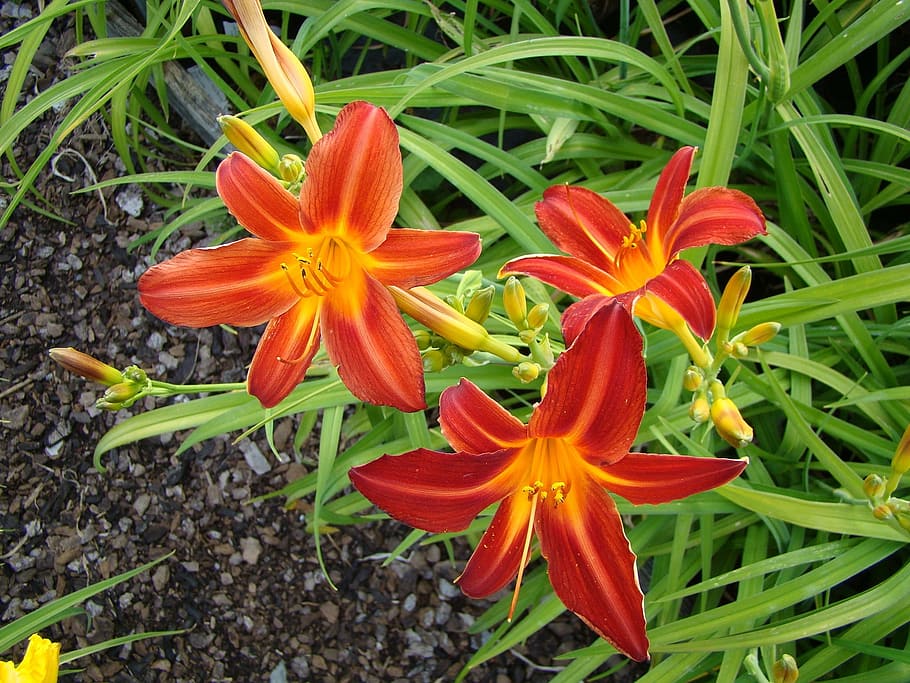 HD wallpaper: Daylily, Lilies, Flower, Red, Orange, orange color