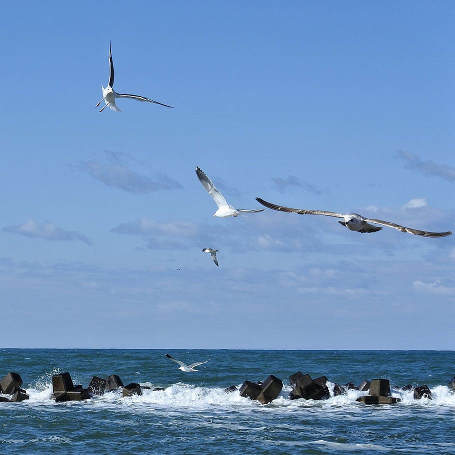 animal, sky, cloud, sea, beach, wave, sea gull, seagull, seabird HD wallpaper