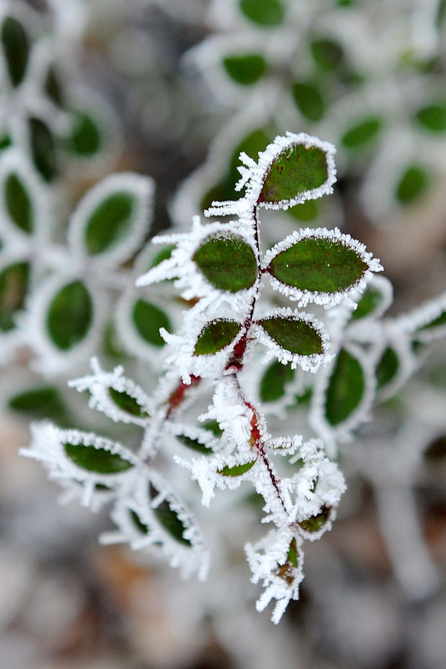 Frost, Winter, Cold, Snow, Wintry, winter magic, nature, frozen HD wallpaper