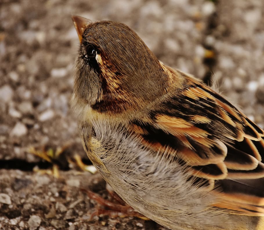 sparrow, bird, small, cute, nature, plumage, young, birds, sparrows HD wallpaper