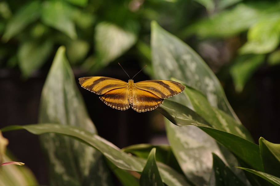 Butterfly, Orange, green, bright, beautiful, macro, insect HD wallpaper