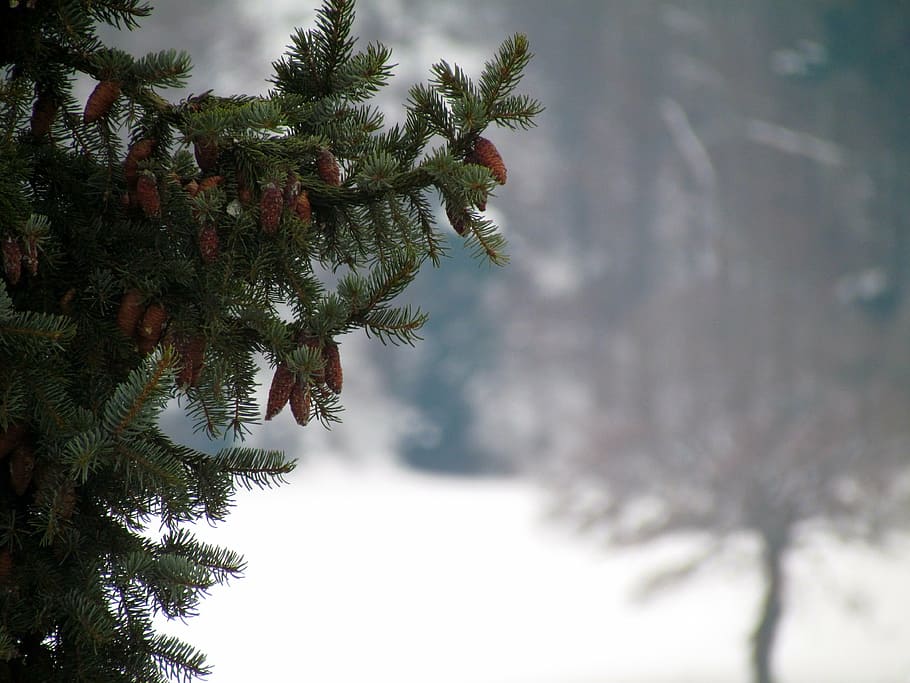 fir, branch, winter, needles, tree, plant, growth, cold temperature HD wallpaper