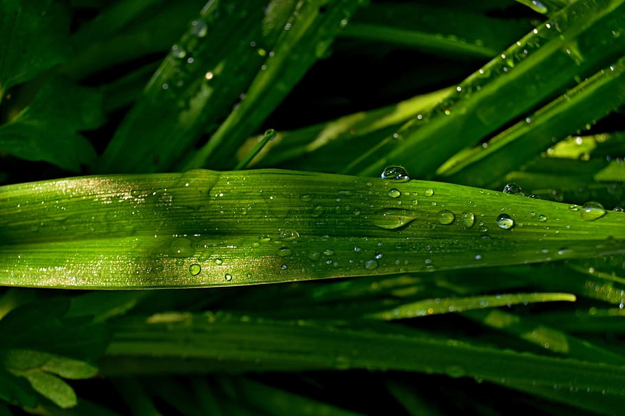 leaf, green, rosa, water, a drop of, rain, nature, plant, morning HD wallpaper