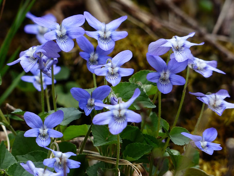 Violet, Blossom, Bloom, blue, scented violets, viola odorata HD wallpaper