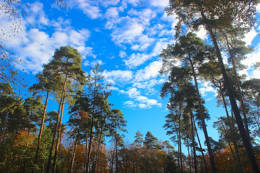 forest, trees, sky, clouds, nature, outdoors, blue, scenics HD wallpaper