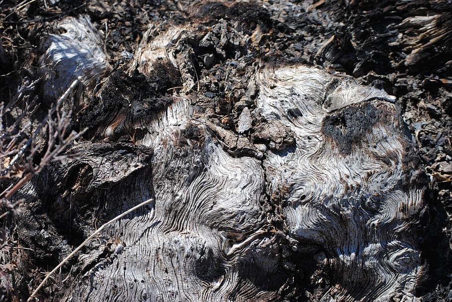 wood, roots, old, gnarled, textured, nature, day, tree, no people HD wallpaper