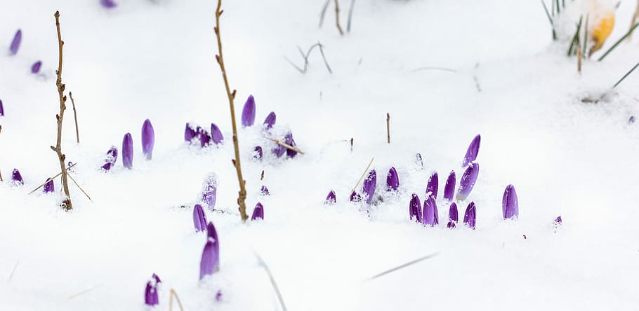 early bloomer, nature, background, winter, snow, season, cold HD wallpaper