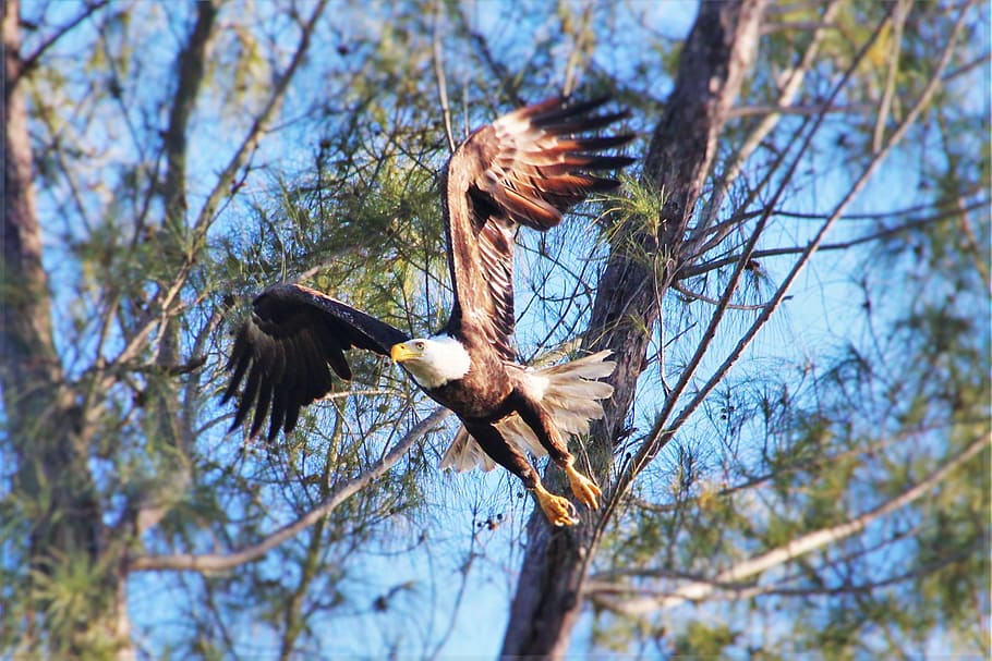 eagle, flight, nature, bird, wildlife, animals in the wild HD wallpaper