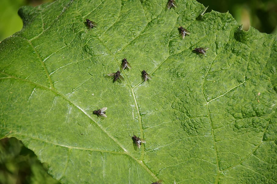 Fly, Insect, Leaf, green color, nature, animals in the wild HD wallpaper