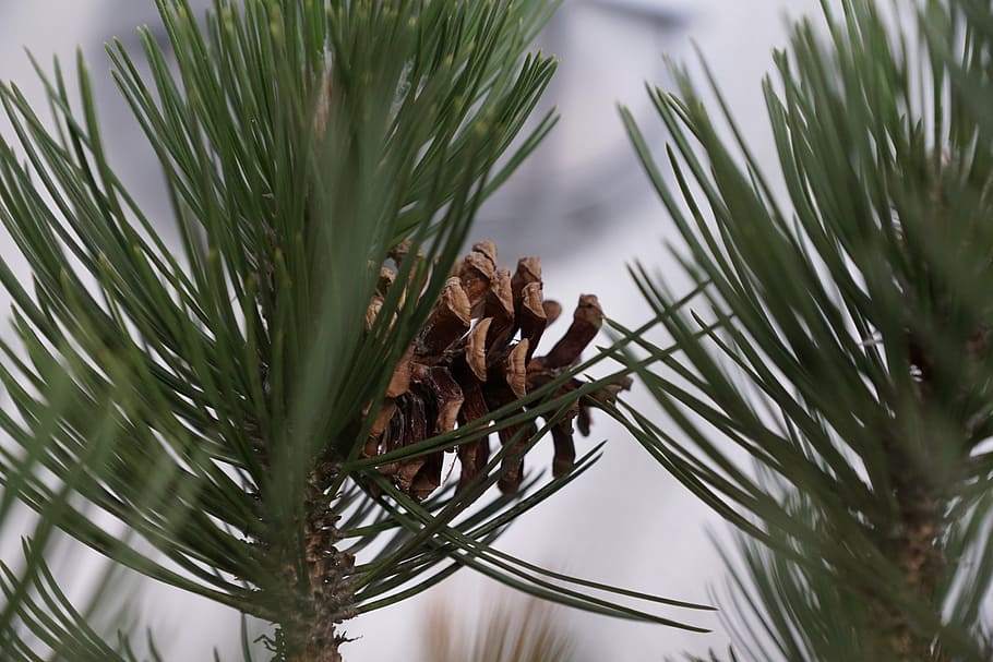 pine, tree, macro, green, needles, nature, palm tree, no people HD wallpaper