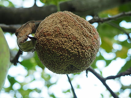 Apple, Tree, Lazy, Fruit, Rotten, rotten fruits, rotten apple HD wallpaper