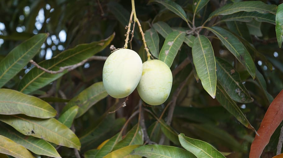 nature, tree, leaf, fruit, flora, growth, plant part, green color HD wallpaper