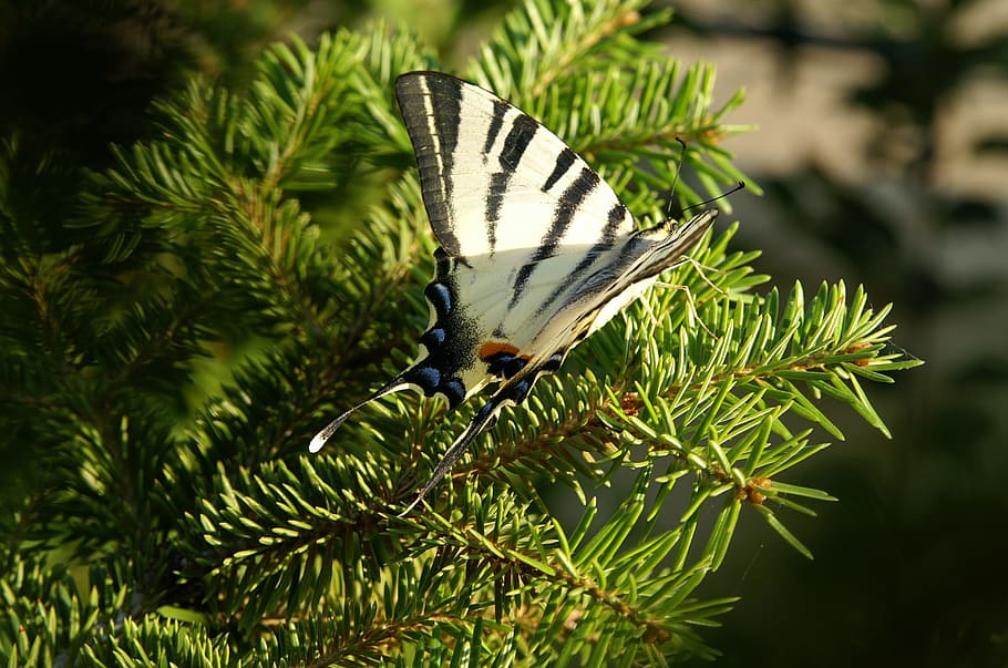 Butterfly, Spring, Pine, entomo, one animal, day, green color HD wallpaper
