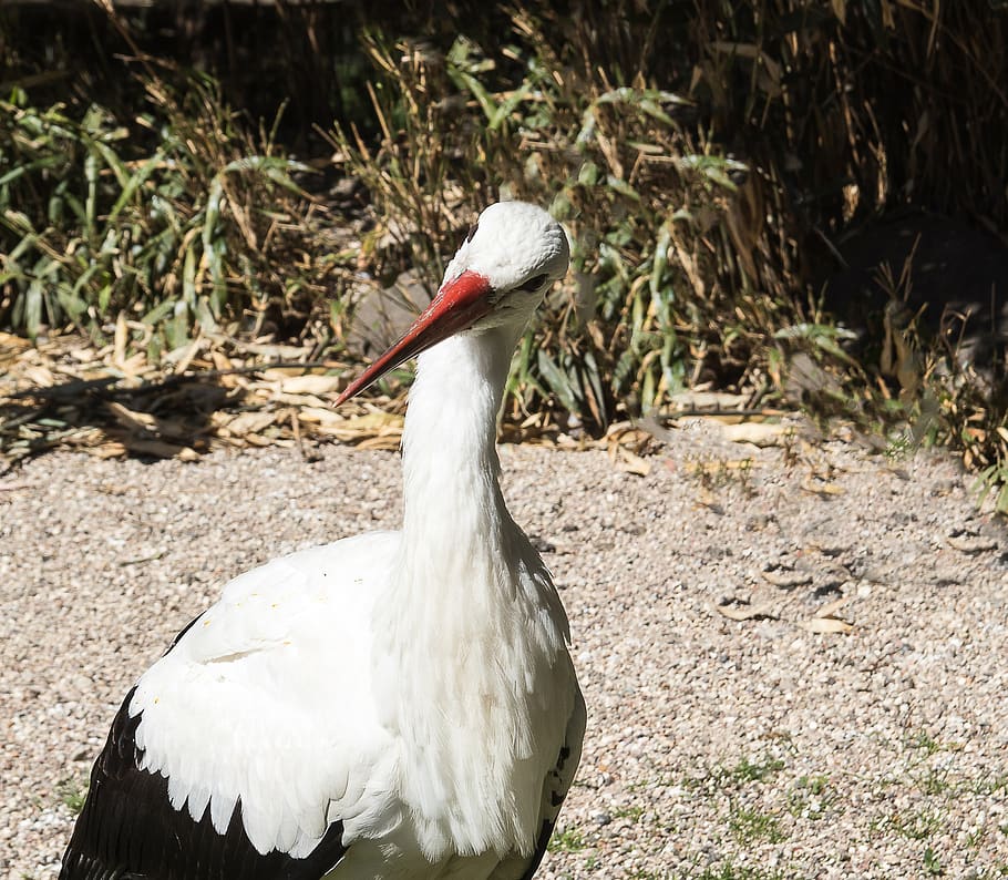 stork, bird, animal, vertebrate, animal themes, animals in the wild HD wallpaper