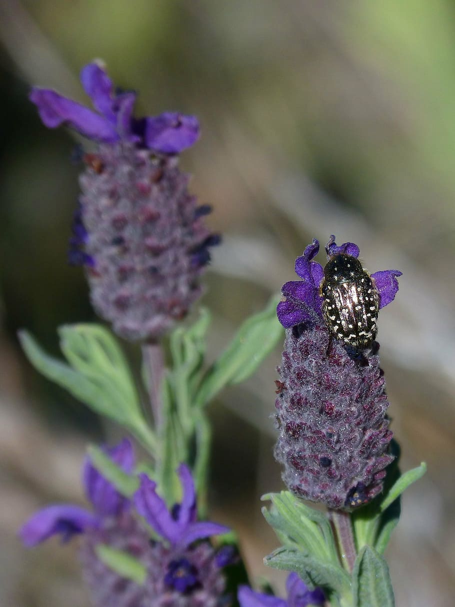 oxythyrea funesta, lavender, beetle, coleoptera, flower, libar, HD wallpaper