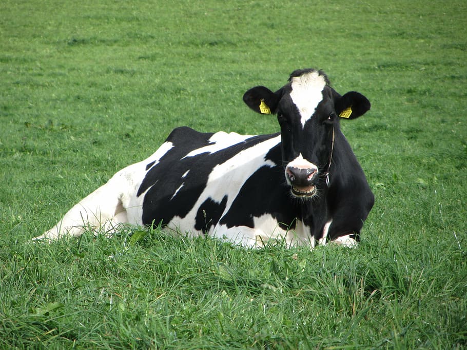 cow, black, white, grass, green, meadow, animal, animal themes HD wallpaper