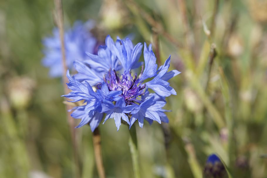 cornflower, blue, blossom, bloom, nature, macro, plant, flower garden HD wallpaper