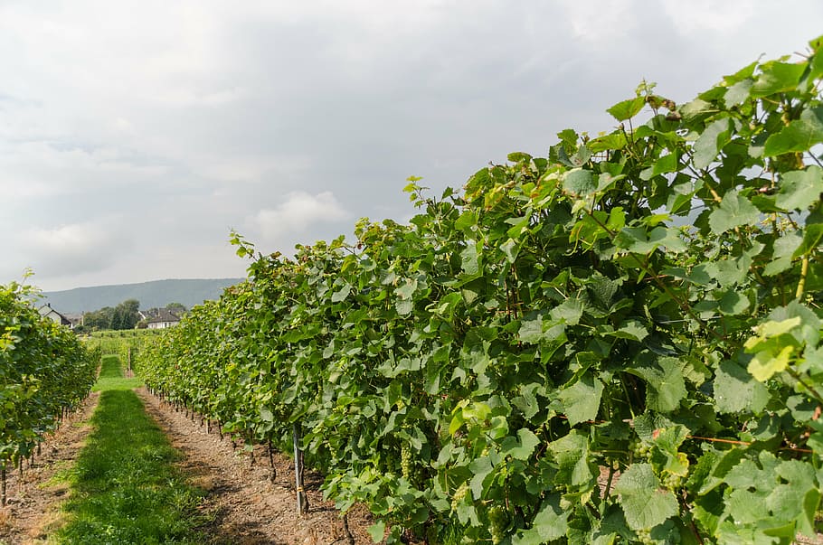 wine, vineyard, vines, winegrowing, nature, grapes, landscape HD wallpaper