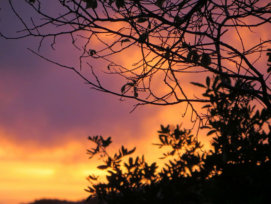 sunset, silhouette, trees, garden, sky, beauty in nature, plant HD wallpaper