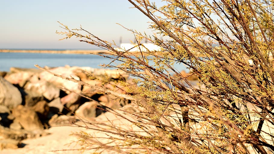 sea, beach, scoglio, stone, sassi, branch, branches, plant HD wallpaper