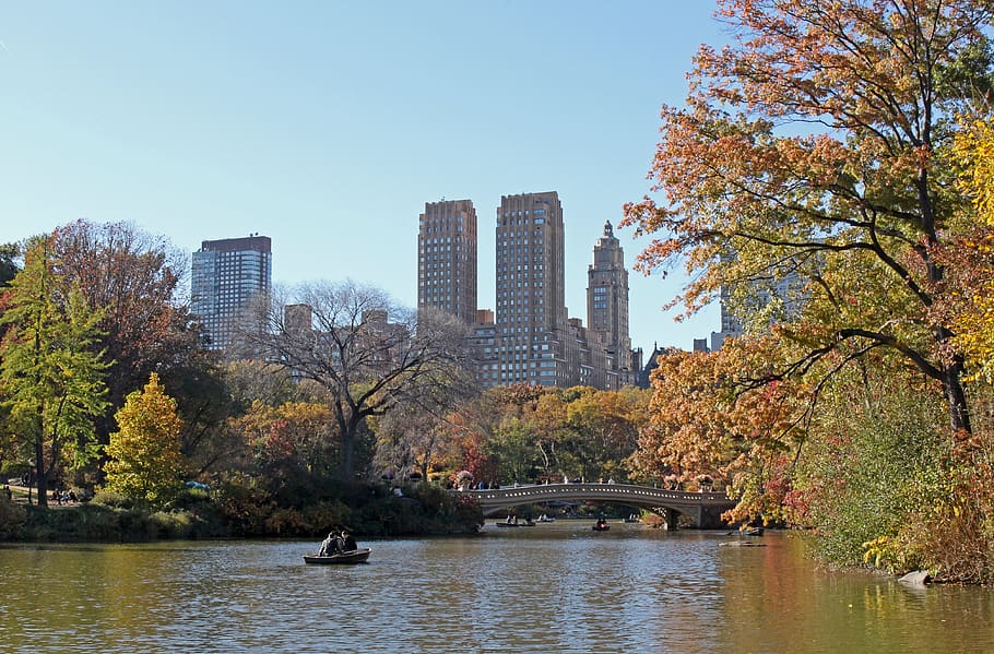 central park, garden, new york, nature, landscape, leaf, spring, HD wallpaper