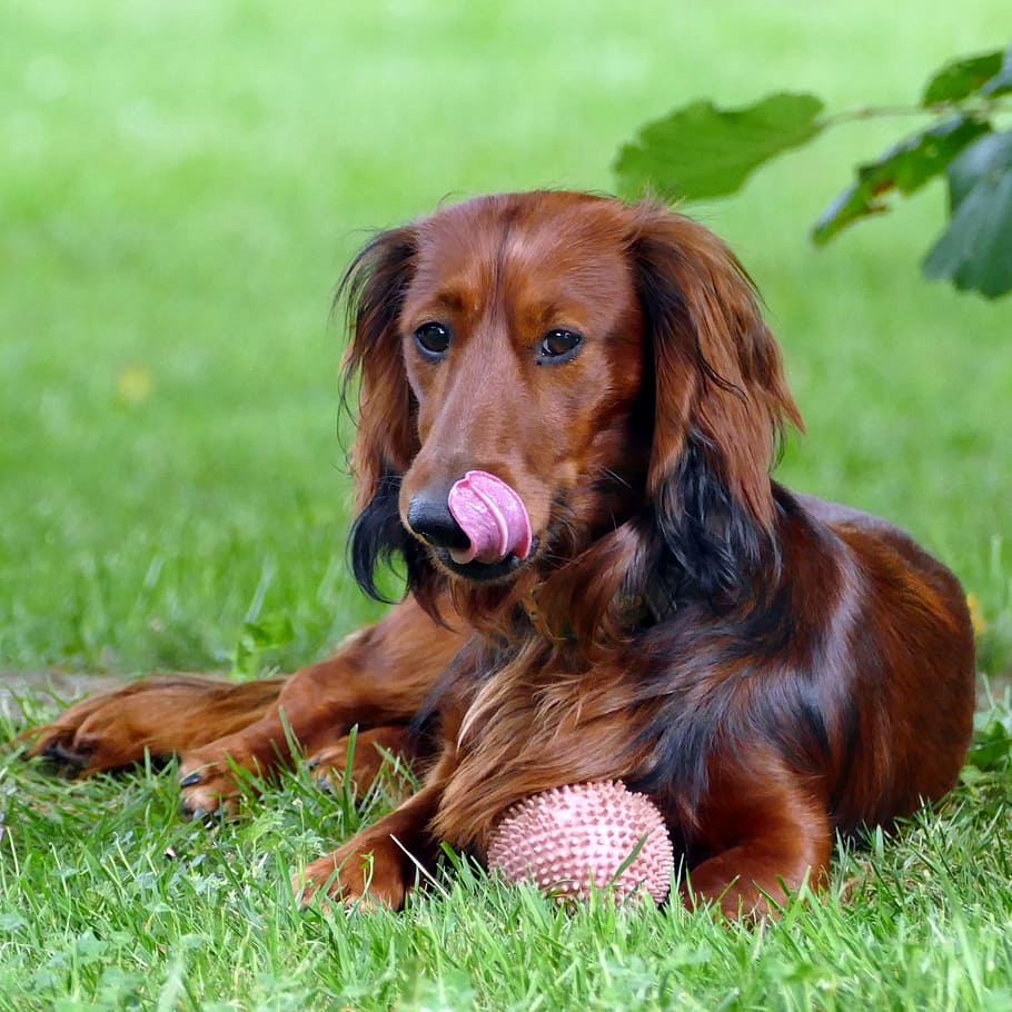 HD wallpaper: Dachshund, Long Hair Dachshund, dachshund dog, ball ...