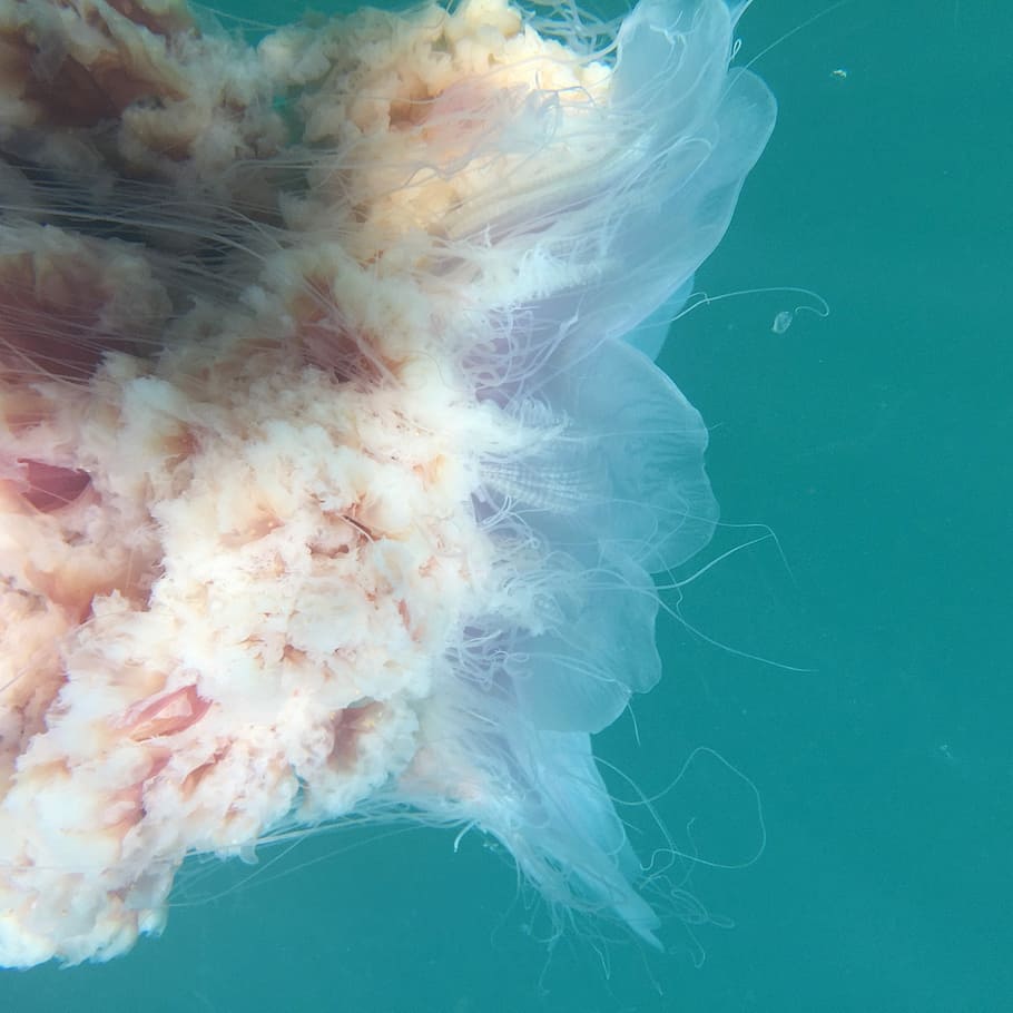 white sea creature, water, jellyfish, underwater, ocean, green HD wallpaper