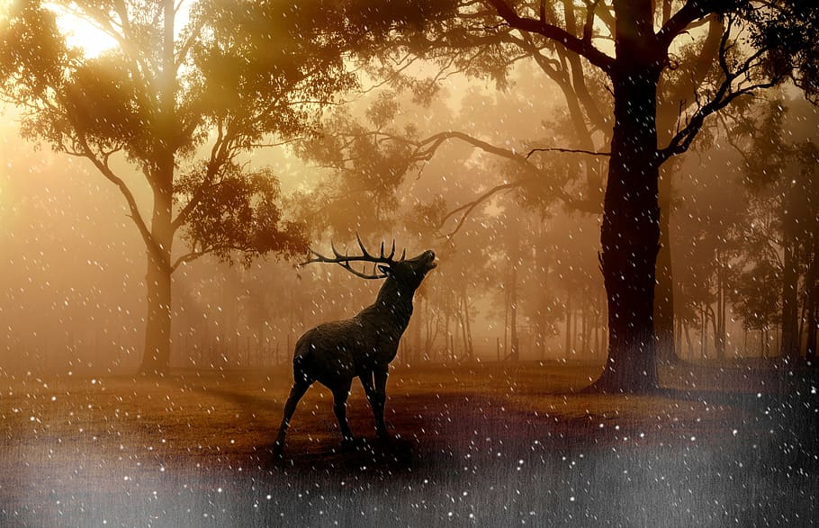 brown moose under trees wallpaper, forest, hirsch, wild, sunset HD wallpaper