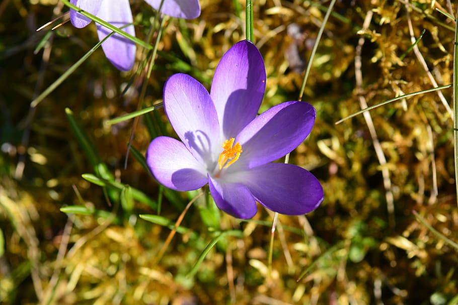 crocus, violet, blossom, bloom, garden, flower, flowering plant HD wallpaper