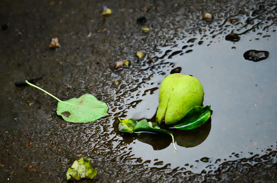 pear, puddle, water, reflection, puddles, green color, no people HD wallpaper