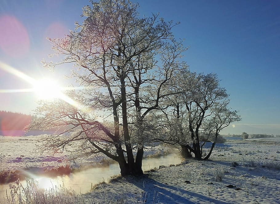 winter, rim, natural, ansager, landscape, wood, frost, sol HD wallpaper