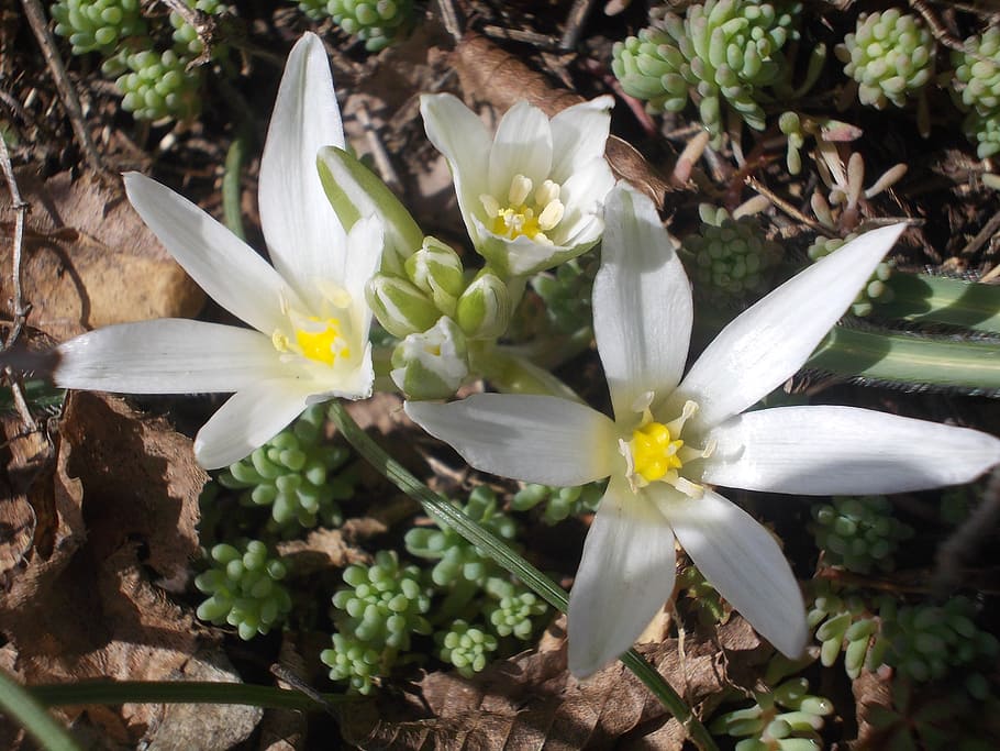white, flowers, spring, nature, flowering plant, fragility HD wallpaper