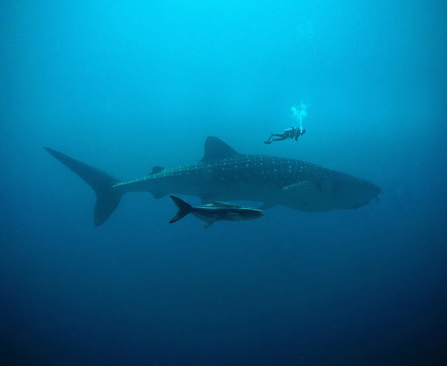 scuba diver near white and black fish swimming underwater, wal, HD wallpaper