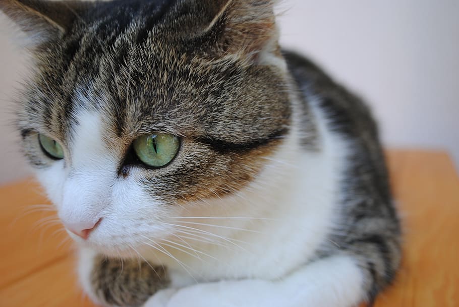 animal, cat, pet, domestic cat, feline, animal themes, one animal HD wallpaper