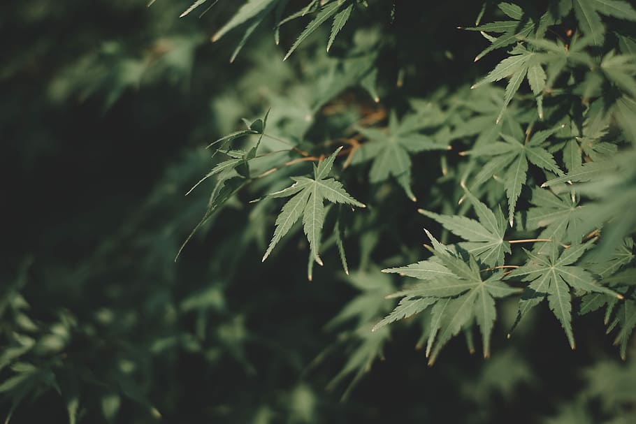 green leafed plant, close up photography of green plant, maple HD wallpaper